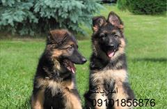 buy-sell entertainment-sports pets توله‌سگ‌های وفادار و خوش‌اخلاق - فقط در امیرپاشا! 