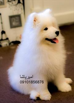 buy-sell entertainment-sports pets خرید و فروش سگ سامویید باهوش با آمادگی جسمانی بالا