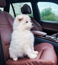 buy-sell entertainment-sports pets فروش سگ‌های اصیل و آموزش‌دیده - تنها مرکز مجوزدار 