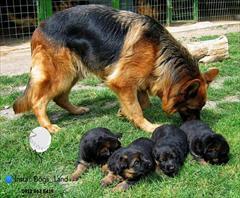 industry livestock-fish-poultry livestock-fish-poultry خرید و فروش سگ ژرمن ، فروش سگ