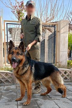 buy-sell entertainment-sports pets ژرمن شولاین انتخابی لوکس برای افراده خاصه  این نژا