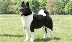buy-sell entertainment-sports pets سگ اکیتا ژاپنی و آمریکایی آموزش دیده و نگهبان