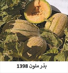 industry agriculture agriculture فروش بذر ملون 1398 - بذر ملون درجه 1