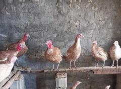 industry livestock-fish-poultry livestock-fish-poultry فروش بوقلمون بیوتی 6 ، برنز ، مرغ بومی