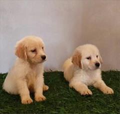 industry livestock-fish-poultry livestock-fish-poultry  فروش سگ گلدن قیمت سگ گلدن رتریور