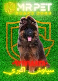 buy-sell entertainment-sports pets 📣 بهترین سن برای خرید توله سگ ژرمن چند ماهگی است؟