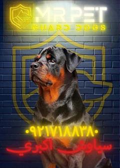 buy-sell entertainment-sports pets روتوایلر آمریکایی پوزه مکعبی | توله‌های ۲ ماهه با 