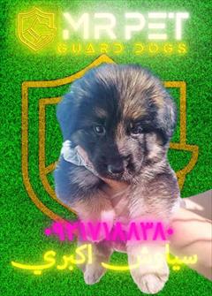 buy-sell entertainment-sports pets فروش سگ ژرمن شپرد در کرمانشاه با ارسال به تمام ایر