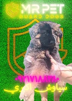 buy-sell entertainment-sports pets *آیا سگ ژرمن شپرد برای آپارتمان مناسب است؟ 🏢*