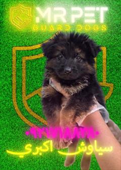 buy-sell entertainment-sports pets هزینه نگهداری ماهانه سگ ژرمن چقدر است؟ 💸
