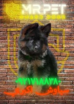 buy-sell entertainment-sports pets روش تربیت سگ ژرمن برای فرمانپذیری سریع 🐾  