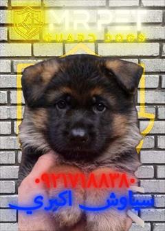 buy-sell entertainment-sports pets *فروش سگ ژرمن شپرد با ارائه مجوزهای دامپزشکی ✅ | گ