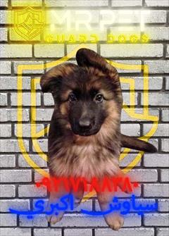 buy-sell entertainment-sports pets *جریمه نگهداری غیرقانونی سگ ژرمن در تهران 