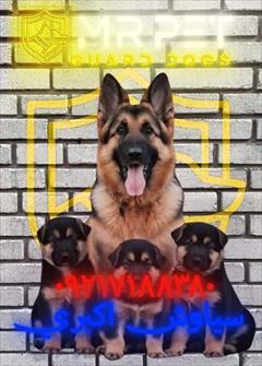 buy-sell entertainment-sports pets قوانین جدید نگهداری سگ ژرمن در سال ۱۴۰3