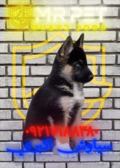 buy-sell entertainment-sports pets *تفاوت سگ ژرمن و مالینو در چیست؟ 🐕 vs 🐕*  