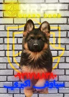 buy-sell entertainment-sports pets *🎯 مقایسه قیمت سگ ژرمن و سگ هاسکی در ایران 💰*  