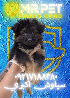 buy-sell entertainment-sports pets وزن و قد استاندارد سگ ژرمن در سنین مختلف ⚖️ 