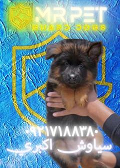buy-sell entertainment-sports pets رنگهای نادر سگ ژرمن شپرد (سفید، خاکستری) 🌈
