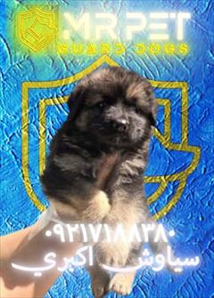 buy-sell entertainment-sports pets تاریخچه نژاد سگ ژرمن شپرد از آلمان تا ایران 🌍  