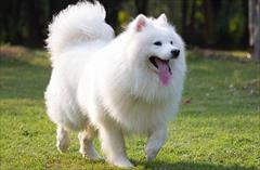 industry livestock-fish-poultry livestock-fish-poultry  ساموید نگهبان _ فروش سگ نگهبان 