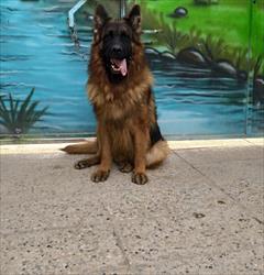 industry livestock-fish-poultry livestock-fish-poultry فروش سگ ژرمن توله و بالغ