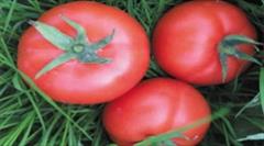 industry agriculture agriculture بذر گوجه فرنگی سرین .بذر گوجه استاندارد سرین