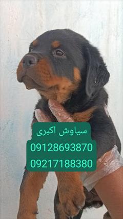 buy-sell entertainment-sports pets مرکز پرورش سگ روتوایلر اروپایی  پوزه دلقکی