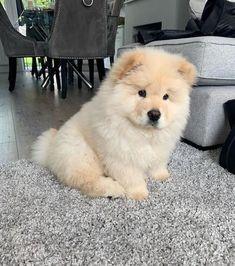 buy-sell entertainment-sports pets  فروش سگ‌های نگهبان با اصالت – انتخابی مطمئن 