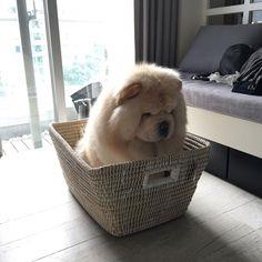 buy-sell entertainment-sports pets فروش ژرمن شیب دار در انواع نژاد ها ، سگ نگهبان - 