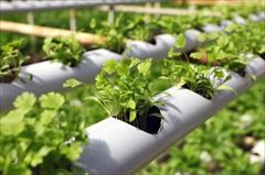 industry agriculture agriculture فروش بستر کشت گلخانه های هیدروپونیک