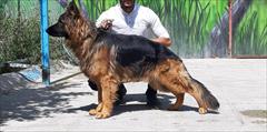 buy-sell entertainment-sports pets سگ ژرمن شپرد سومین سگ جهان از نظر هوشی