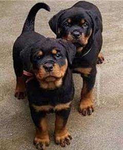 industry livestock-fish-poultry livestock-fish-poultry توله روتوایلر نر _فروش توله روتوایلر نر