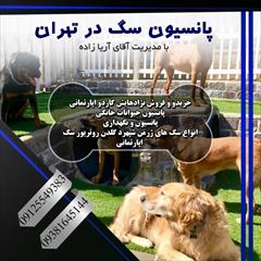 industry livestock-fish-poultry livestock-fish-poultry فروش سگ روتوایلر در کرج - پانسیون سگ آریا کنل 
