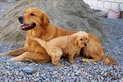 industry livestock-fish-poultry livestock-fish-poultry فروش توله گلدن از مولدین وارداتی