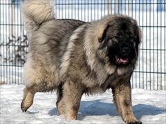 buy-sell entertainment-sports pets فروش انواع غول های نگهبان سگ قفقازی خرسی