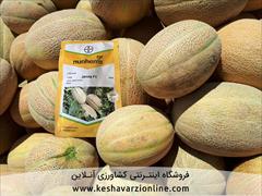 industry agriculture agriculture قیمت بذر خربزه جانا 