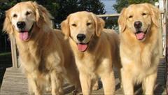 industry livestock-fish-poultry livestock-fish-poultry  فروش گلدن رتریور نر و ماده