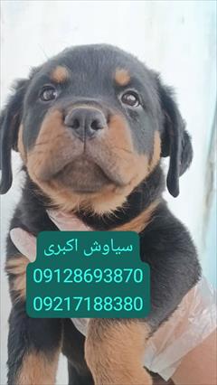 buy-sell entertainment-sports pets فروش سگ روتوایلر اروپایی پوزه دلقکی