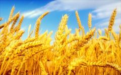 industry agriculture agriculture فروش انواع گندم