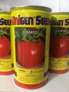 industry agriculture agriculture فروش بذر گوجه ریو گرند یونی ژن