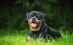 industry livestock-fish-poultry livestock-fish-poultry  سگ روتوایلر مولد فروش روتوایلر مولد