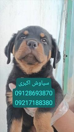 buy-sell entertainment-sports pets فروش سگ روتوایلر اروپایی پوزه دلقکی ارزان