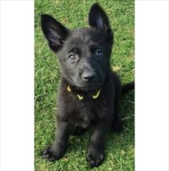 buy-sell entertainment-sports pets خرید و فروش سگ ژرمن بلک بالغ و ماده