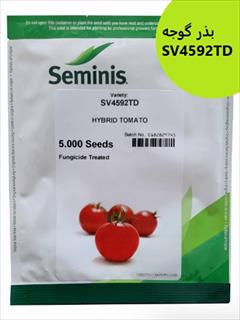 industry agriculture agriculture فروش بذر گوجه SV4592TD سمینیس ، بذر گوجه درجه 1