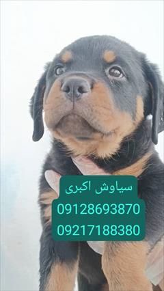 buy-sell entertainment-sports pets فروش سگ روتوایلر اروپایی پوزه دلقکی وارداتی