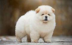 buy-sell entertainment-sports pets خرید سگ چاوچاو سفید توله،سگ پشمالوی سفید چاوچاو