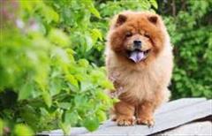 buy-sell entertainment-sports pets قیمت سگ چاو چاو در ایران چقدر است؟