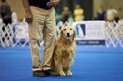 buy-sell entertainment-sports pets فروش سگهای گلدن رتریور با ضمانت