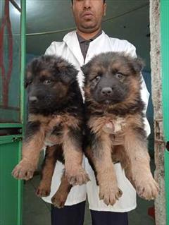 buy-sell entertainment-sports pets فروش سگ ژرمن شپرد اصیل در بوشهر