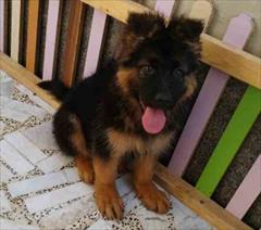 industry livestock-fish-poultry livestock-fish-poultry  توله ژرمن چهل روزه فروش توله ژرمن